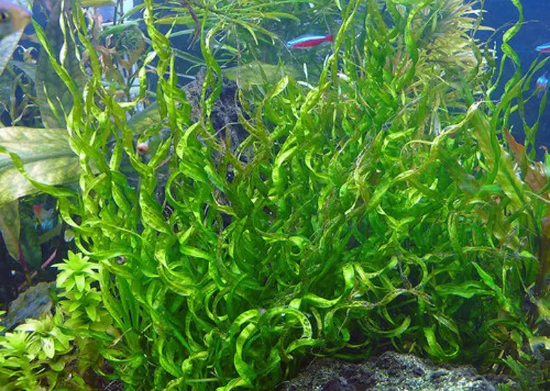 Corkscrew Sword planted in aquarium substrate with dark background lighting