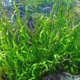 Corkscrew Sword planted in aquarium substrate with dark background lighting