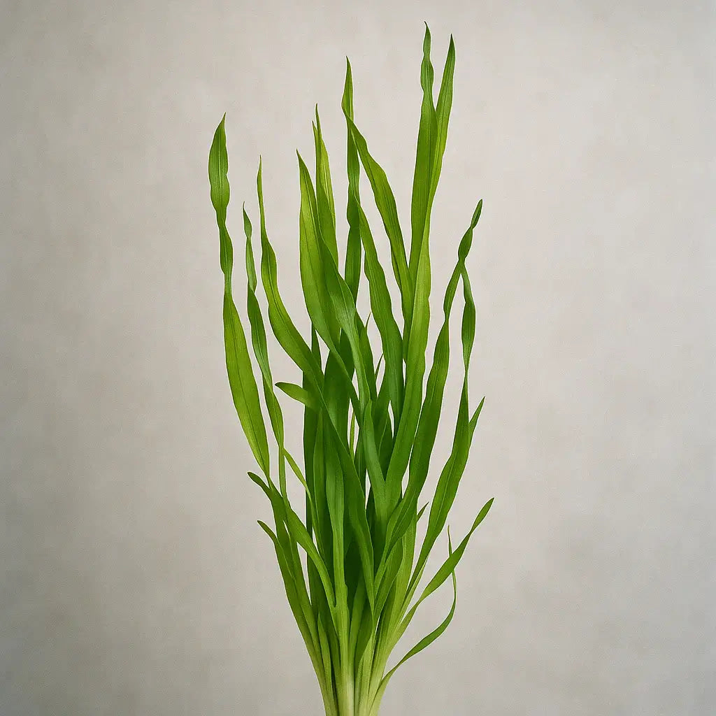 Corkscrew Val Vallisneria spiralized ribbon-like green leaves, live aquarium plant on plain background