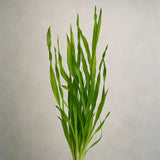 Corkscrew Val Vallisneria spiralized ribbon-like green leaves, live aquarium plant on plain background