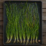 Corkscrew Val Vallisneria Contortionist twisted grass-like leaves bundled for aquarium planting