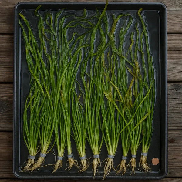 Green onions on a black tray with a wooden background