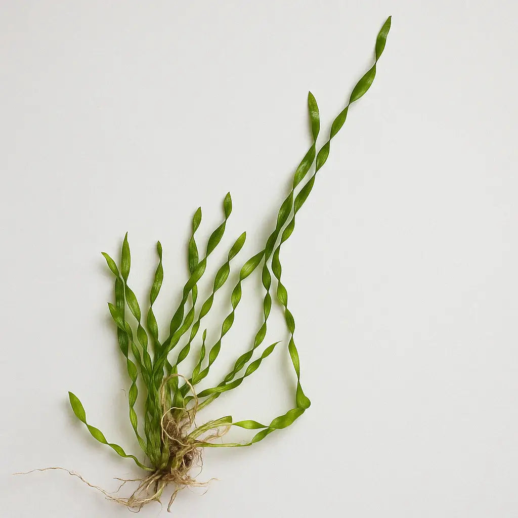 Corkscrew Val aquatic plant with curly spiral leaves on light gray background