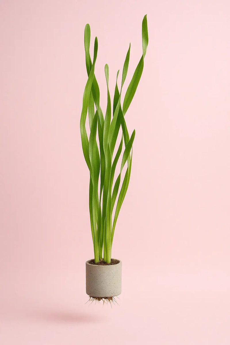 Potted Corkscrew Val Vallisneria plant with visible root system ready for aquarium planting