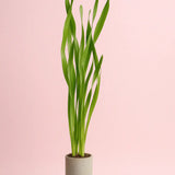 Potted Corkscrew Val Vallisneria plant with visible root system ready for aquarium planting