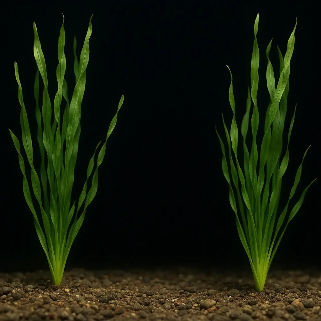 Two Corkscrew Val Vallisneria plants showing corkscrew leaf pattern against dark background
