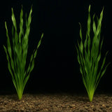 Two Corkscrew Val Vallisneria plants showing corkscrew leaf pattern against dark background
