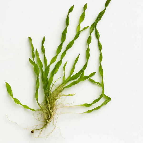 Green aquatic plant with roots on a white background
