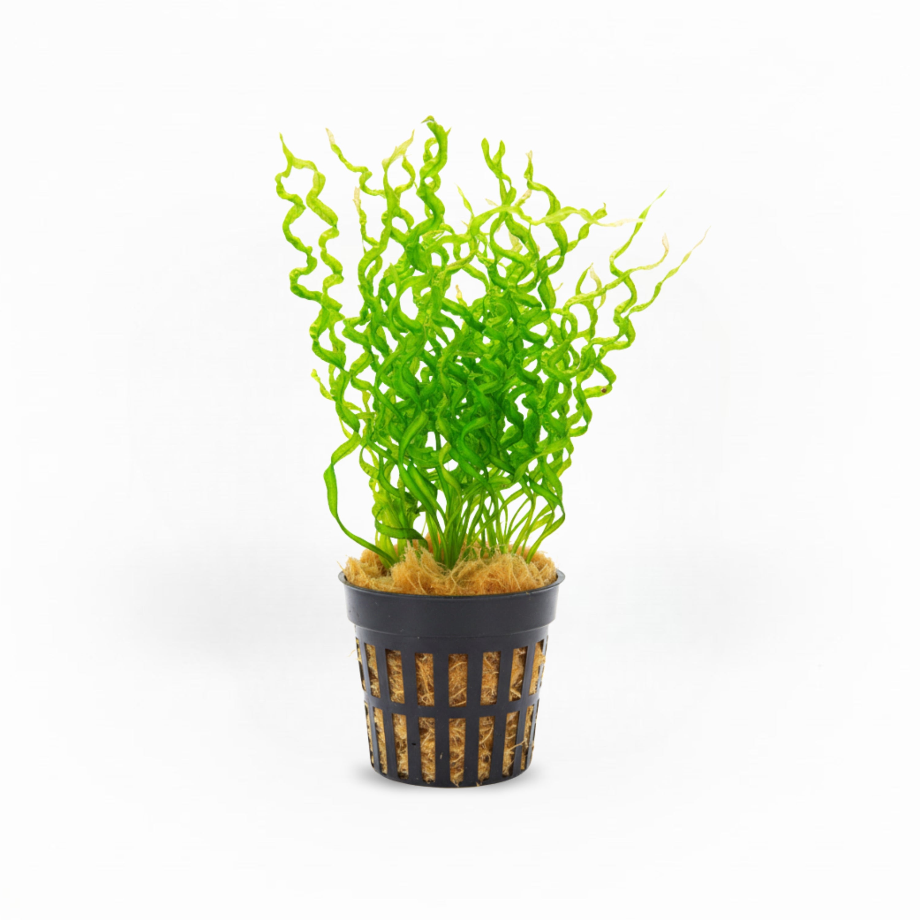 Corkscrew Sword [Echinodorus Vesuvius] – PlantedPro