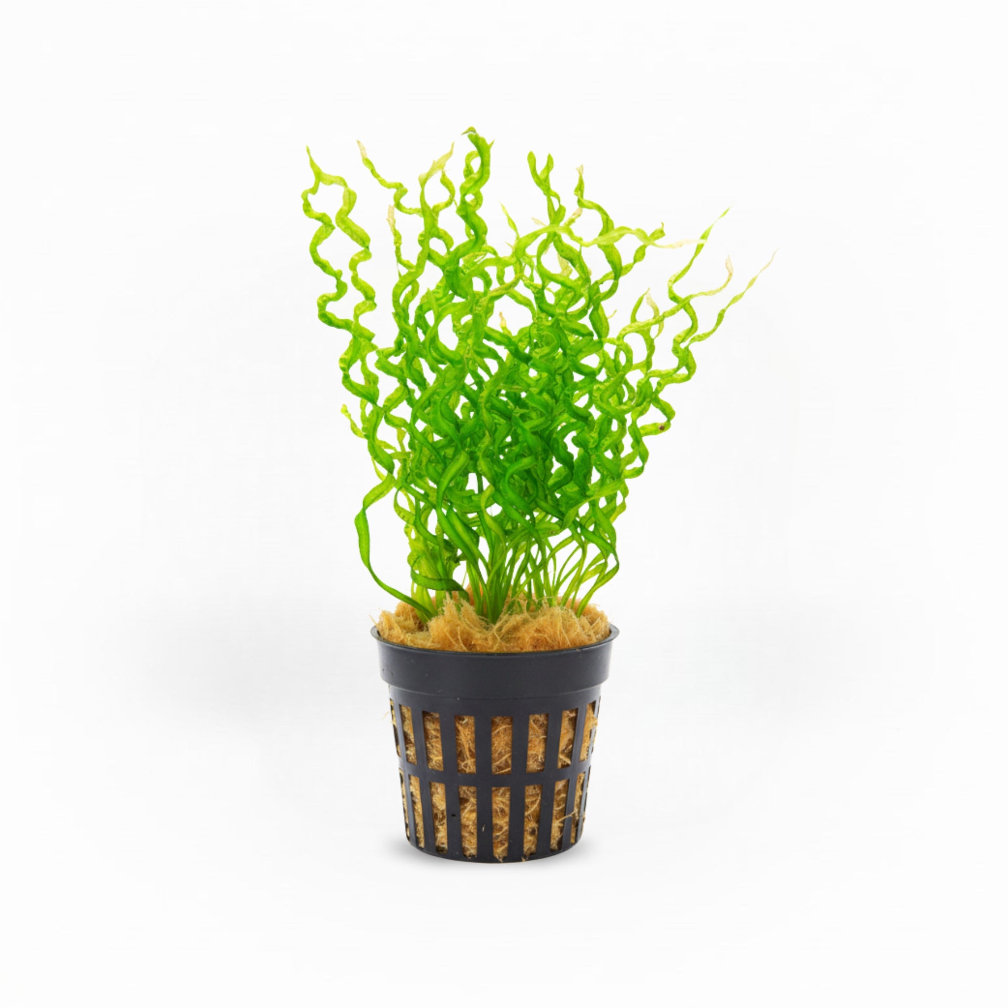 echinodorus aquarium plant Corkscrew Sword [Echinodorus Vesuvius] – PlantedPro
