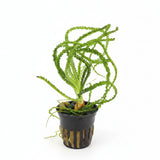 Crinum Calamistratum bulb plant with long crinkled ribbon leaves on white background