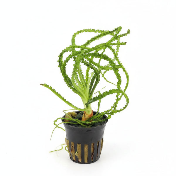 Crinum Calamistratum bulb plant with long crinkled ribbon leaves on white background