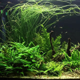Crinum Calamistratum background plant growing tall in a freshwater planted aquarium