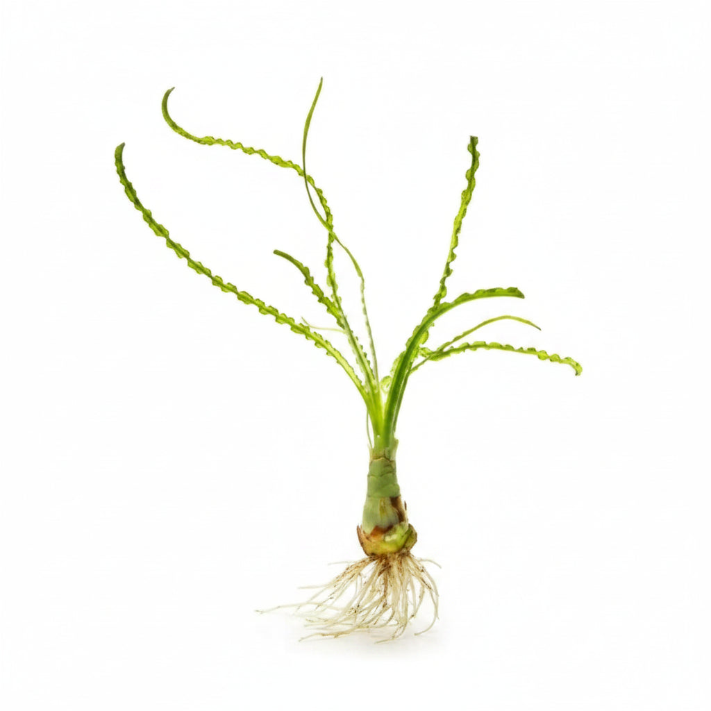 Crinum Calamistratum mature specimen showing long spiraling crinkled leaves