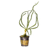 Crinum Calamistratum rare aquarium bulb plant with distinctive twisted leaf growth