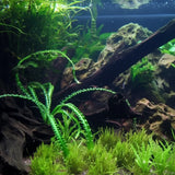 Crinum Calamistratum planted in aquascape substrate showing full plant height