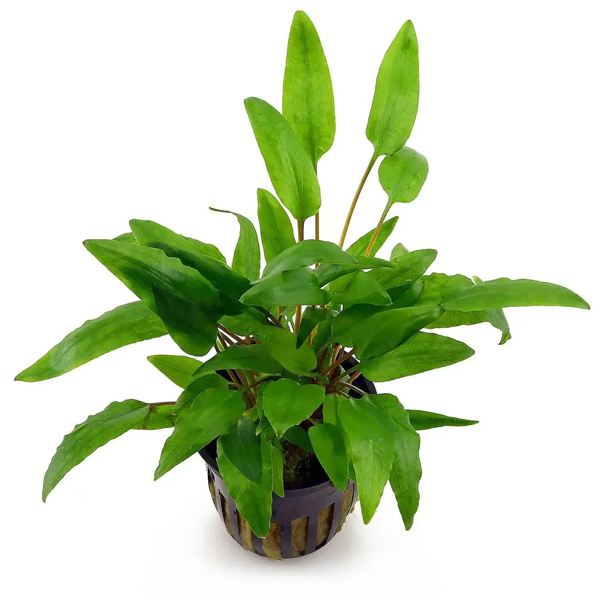 Cryptocoryne Wendtii Green bundle of stems with wavy oval leaves on white background