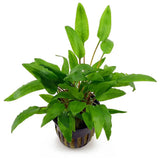 Cryptocoryne Wendtii Green bundle of stems with wavy oval leaves on white background
