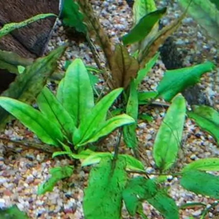 Close-up of Cryptocoryne Wendtii Green leaf texture showing wavy edge and vein pattern