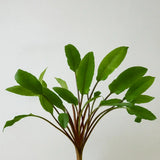 Cryptocoryne Wendtii Green midground plant growing in a freshwater planted aquarium