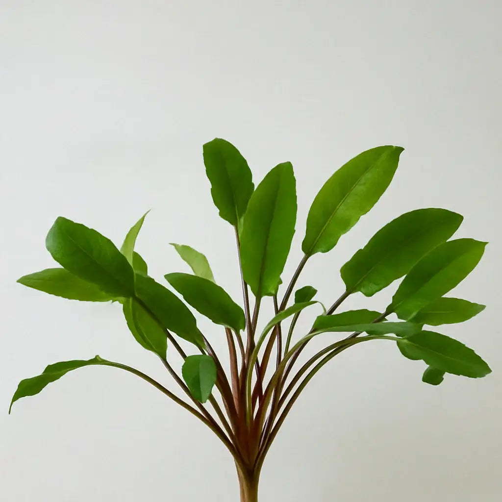 Cryptocoryne Wendtii 'Green' – PlantedPro