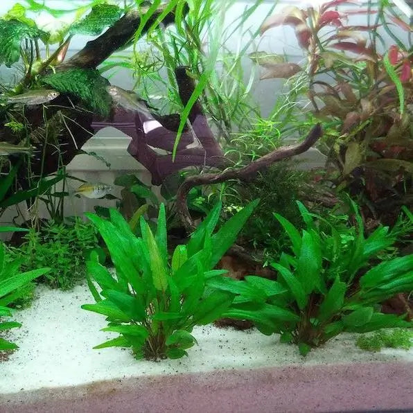 Cryptocoryne Wendtii Green root system and rhizome shown on white background