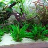 Cryptocoryne Wendtii Green root system and rhizome shown on white background