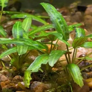 Cryptocoryne Wendtii Green planted in aquarium substrate with dark background
