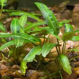 Cryptocoryne Wendtii Green planted in aquarium substrate with dark background
