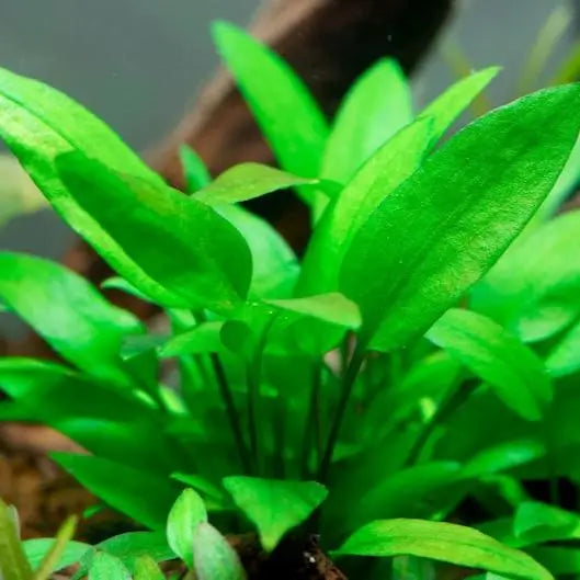 Cryptocoryne Wendtii Green easy low-light aquarium plant showing full leaf cluster