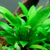 Cryptocoryne Wendtii Green easy low-light aquarium plant showing full leaf cluster