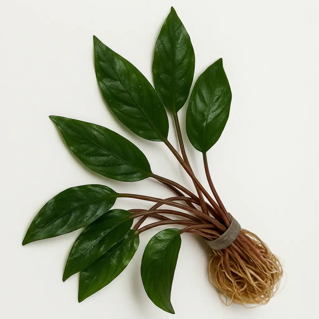 Cryptocoryne Wendtii Red bundle of stems with reddish-brown wavy leaves on white background