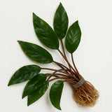 Cryptocoryne Wendtii Red bundle of stems with reddish-brown wavy leaves on white background