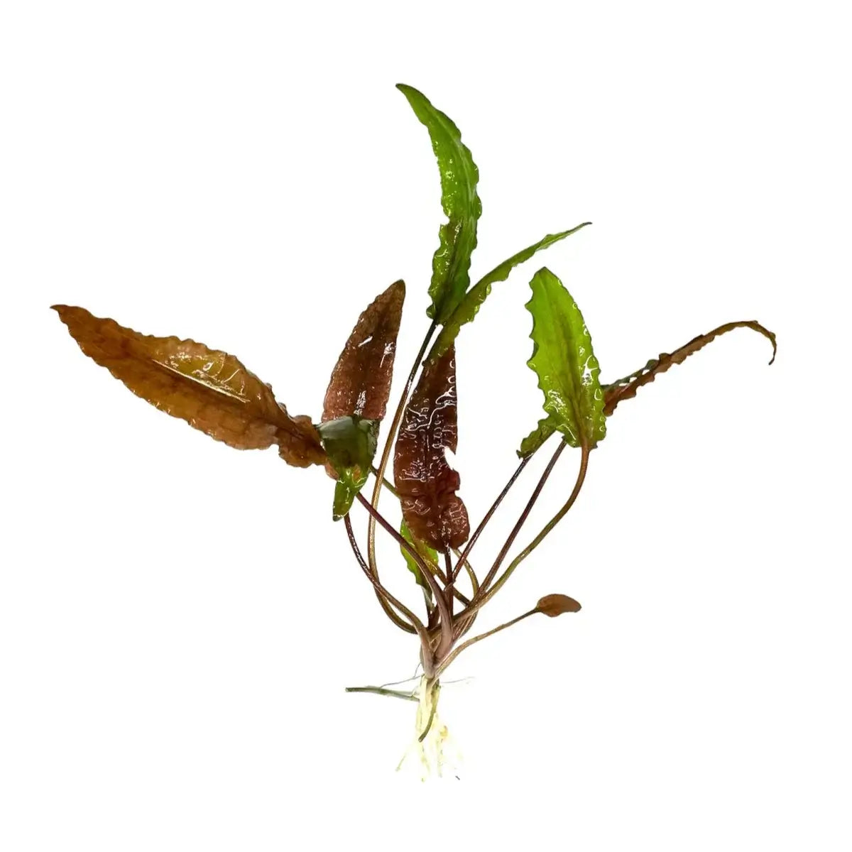 Close-up of Cryptocoryne Wendtii Red leaf showing bronze-red coloration and wavy texture