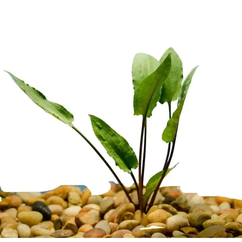 Cryptocoryne Wendtii Red midground plant growing in a freshwater planted aquarium