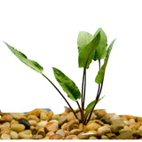 Cryptocoryne Wendtii Red midground plant growing in a freshwater planted aquarium