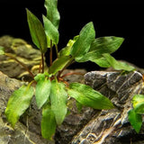 Cryptocoryne Wendtii Red root system and rhizome on white background before planting