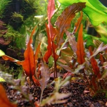 Cryptocoryne Wendtii Red planted cluster showing rich red-brown leaf color in aquarium