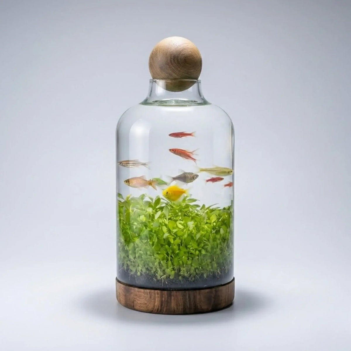 Drifting Bottle Ecological Aquatic Grass Tank full view showing plants growing inside a bottle-shaped glass vessel