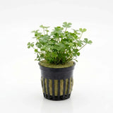 Dwarf 4 Leaf Water Clover Marsilea Crenata bundle on white background