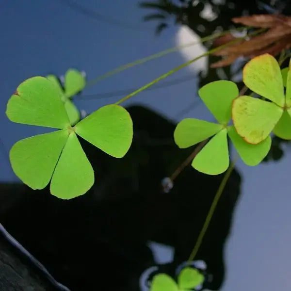 Close-up of Dwarf Water Clover four-leaf clover-shaped leaves on thin stems
