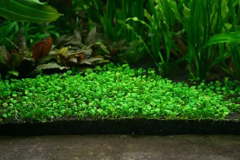 Dwarf Water Clover foreground carpet plant growing in a freshwater planted aquarium