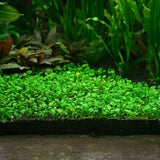 Dwarf Water Clover foreground carpet plant growing in a freshwater planted aquarium