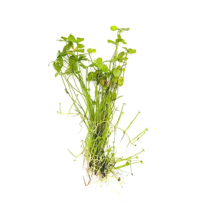 Dwarf 4 Leaf Water Clover root mat shown on white background before planting