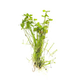 Dwarf 4 Leaf Water Clover root mat shown on white background before planting