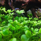 Dwarf Water Clover Marsilea Crenata carpet coverage over aquarium substrate
