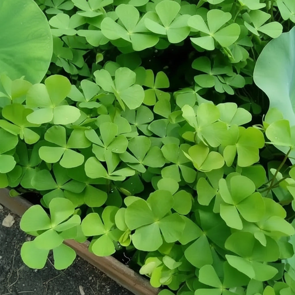 Dwarf Water Clover unique clover-shaped foreground plant in planted aquascape