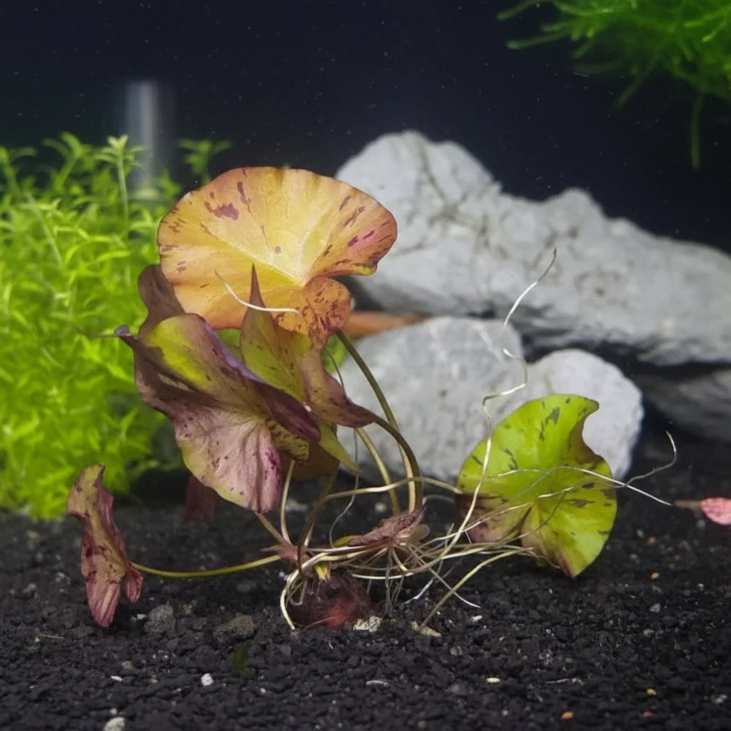 Dwarf Aquarium Lily [Nymphaea Stellata]
