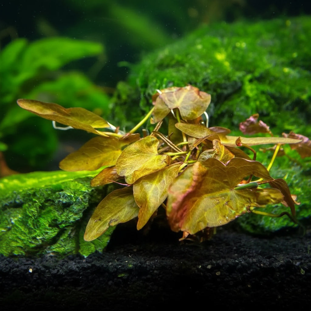 Dwarf Aquarium Lily [Nymphaea Stellata]