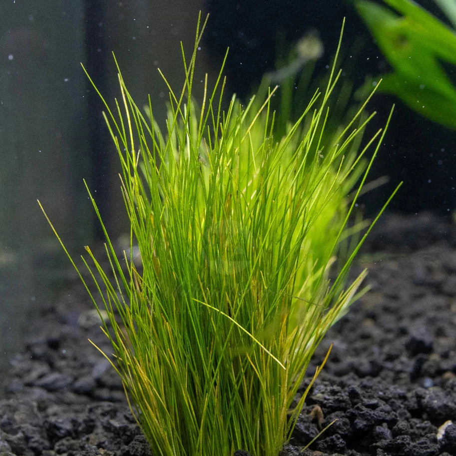 Dwarf Hairgrass [Eleocharis Parvula]